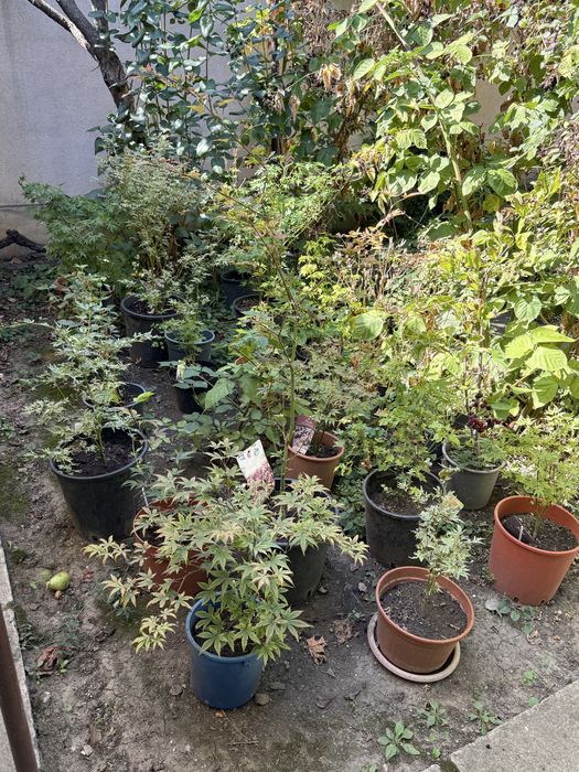 Arțari japonezi diferite marimi