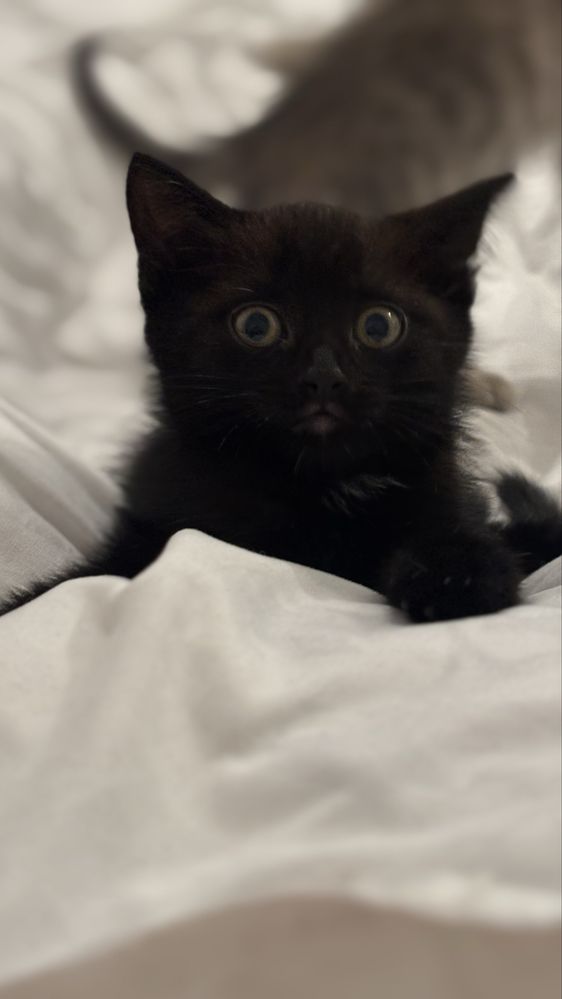 Котята почти 2 месяца
