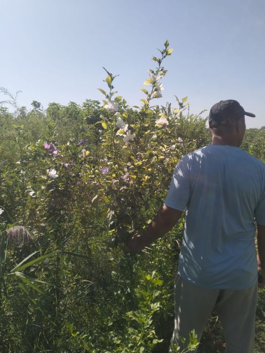 Жеміс ағаштар