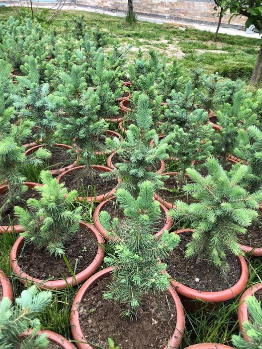 Gazon. Archalar. Landshaft. Gullar