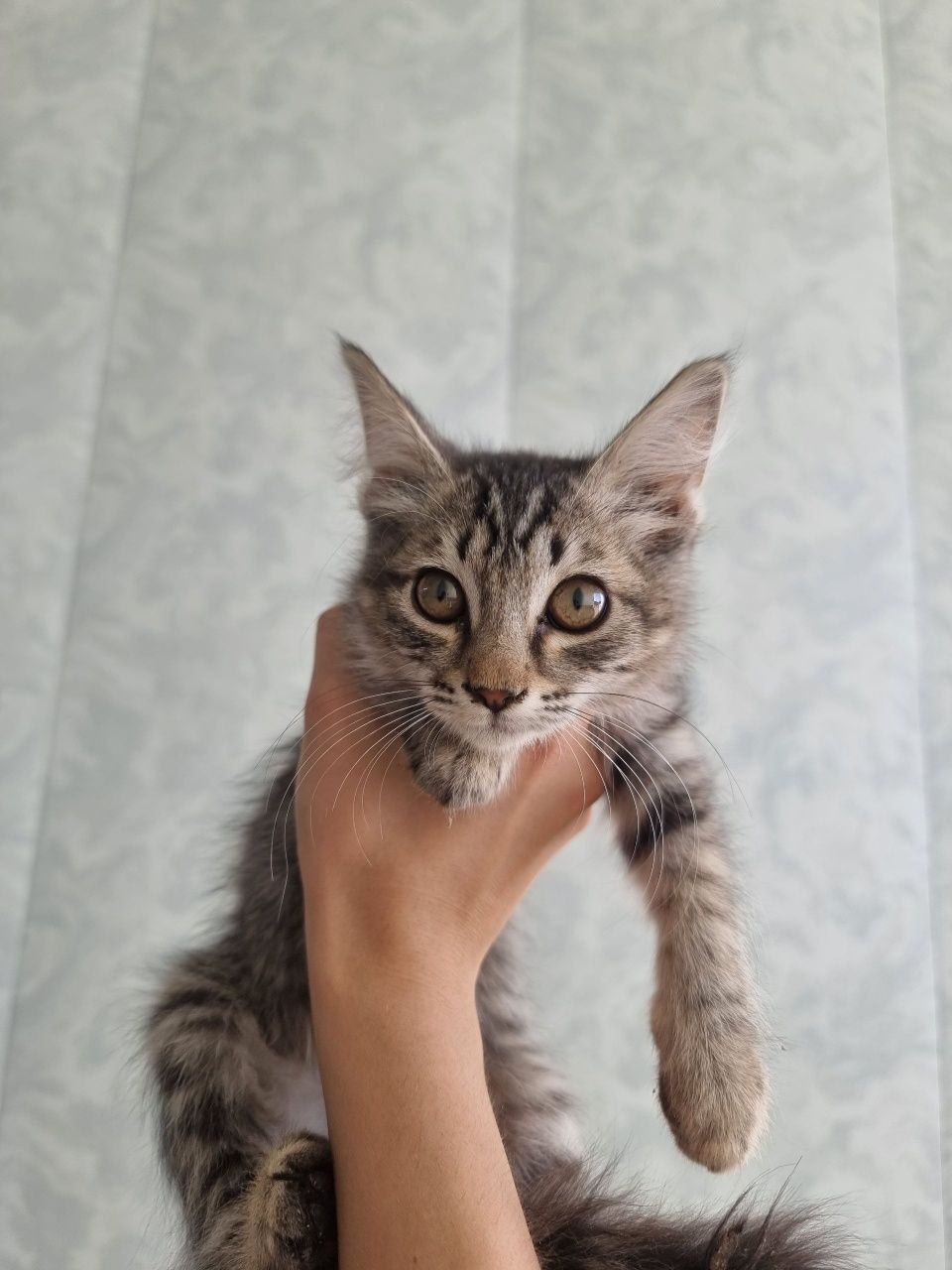 Отдам даром котят.