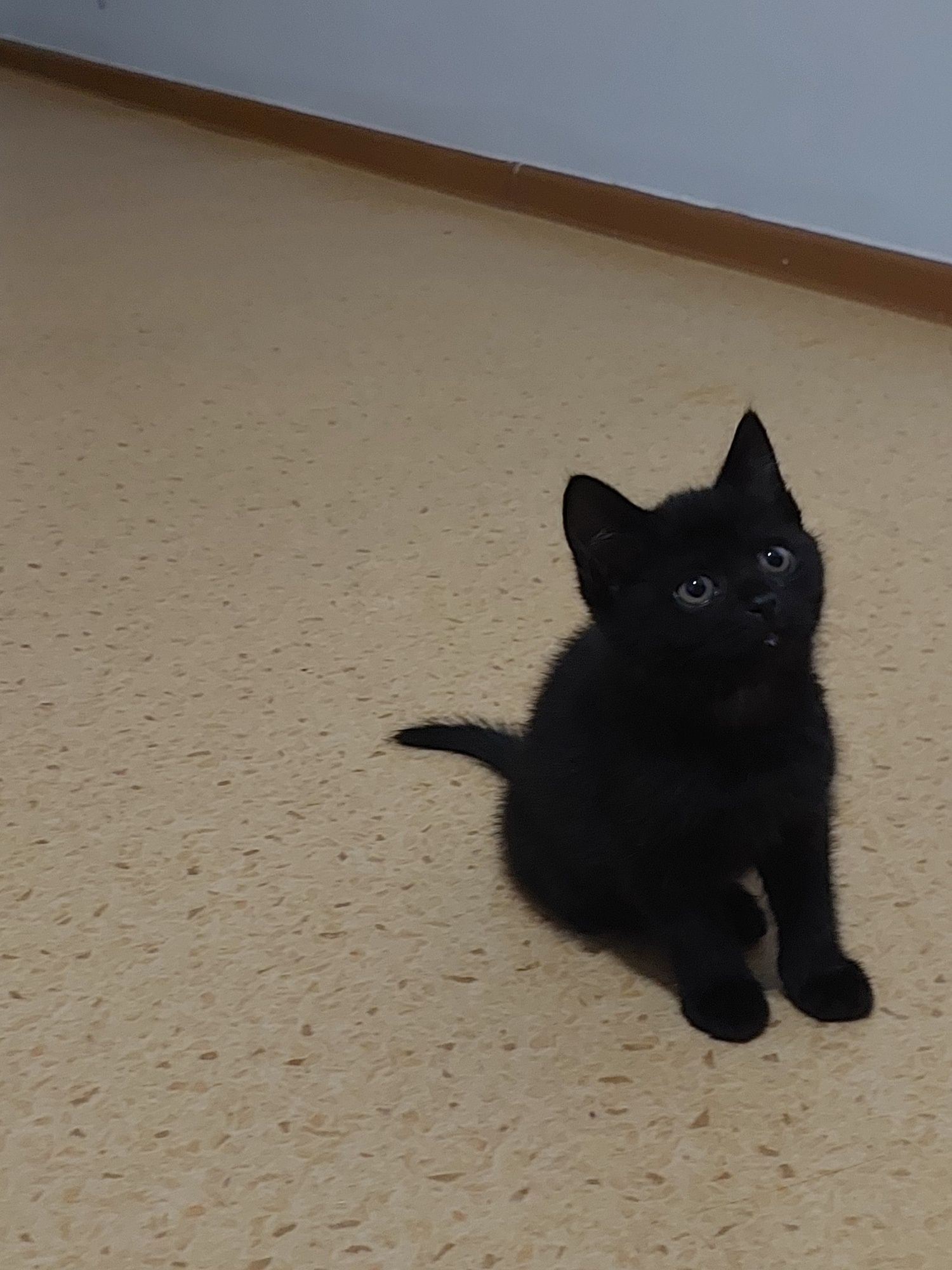 Котята британский 2 месяцев