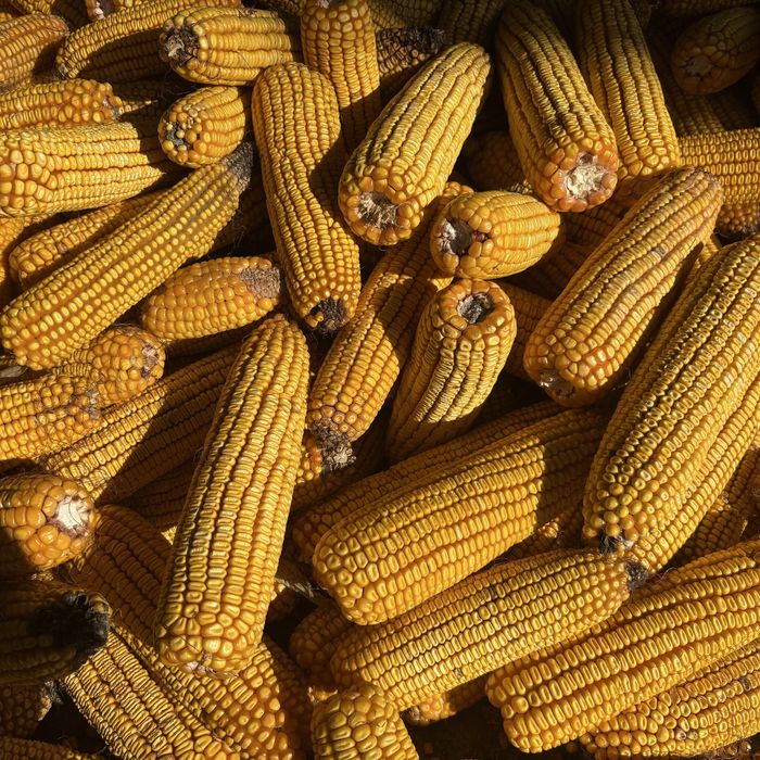 Кукуруза  кукуруза