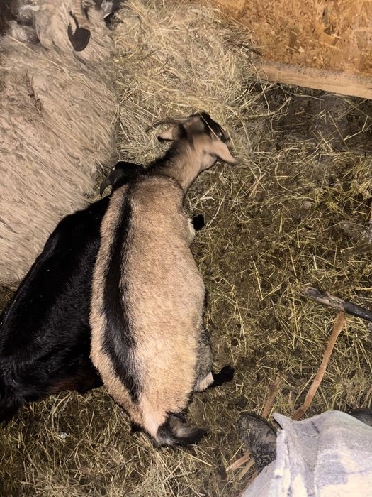 De vanzare !!! Se vand impreuna la pachet