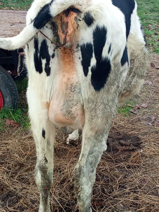 Juninca și la schimb