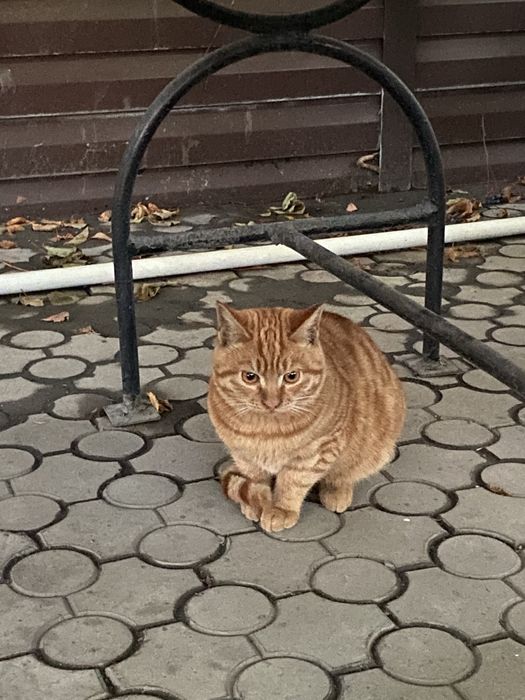 Кот котенок ищет дом