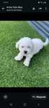 Bichon maltez talie mică