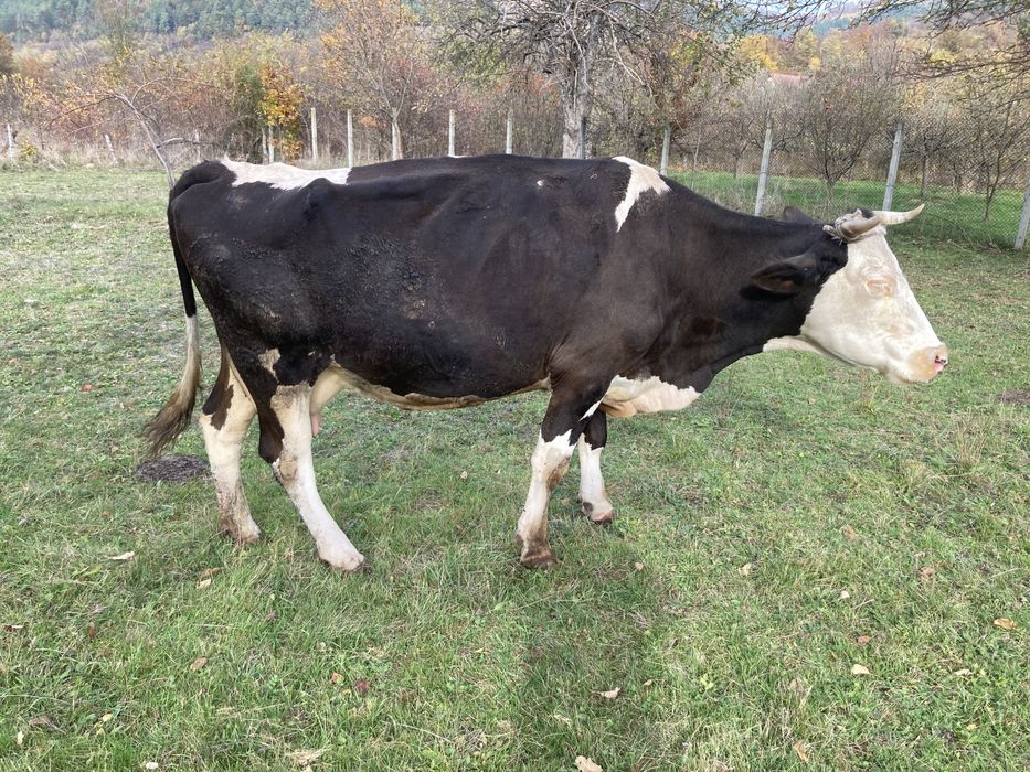 Vaca pentru lapte