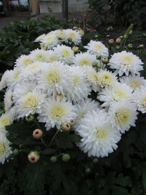 Хризантема корейская