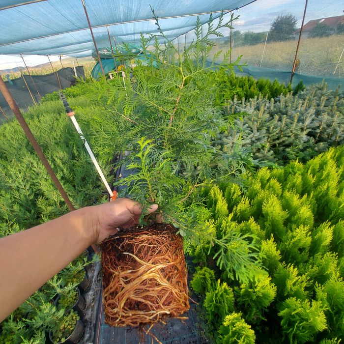 Tuia Danica Glob / Leylandii / Tuia Auriu / Smaragd / Prunus Laurocir.