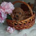 Pudel mascul talie toy