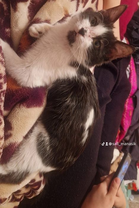 Кот маленький приученный к лотку ласковый