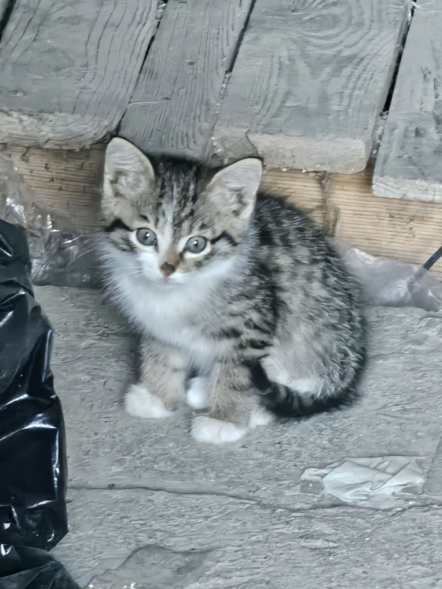 котята в хорошие руки.