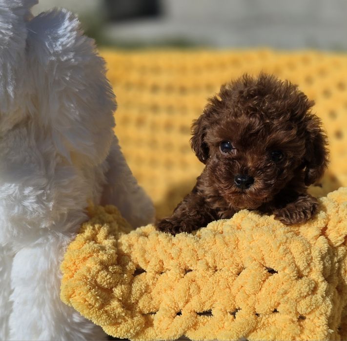 Резервиран !Тийкъп момче/ Tea cup/ с документ за произход