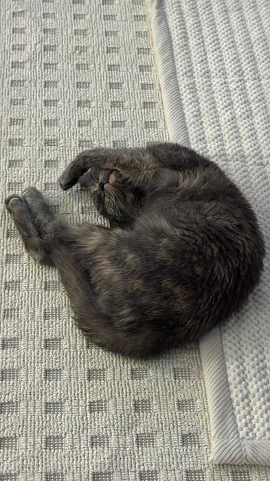 Котята ищут любящих хозяев. Срочно!