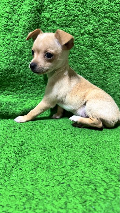 Мъжки и женски мини пинчери