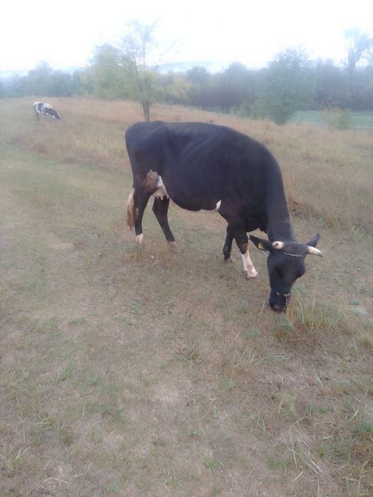 Vaca de rasa tanara