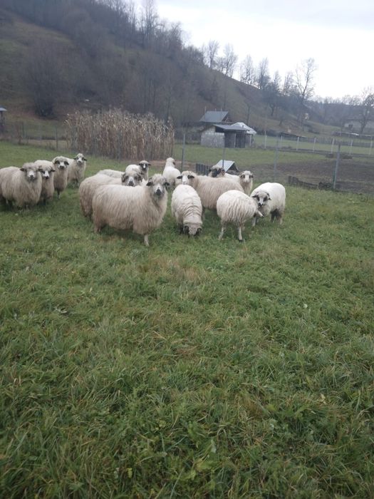 Vând 20 oi 700lei bucata