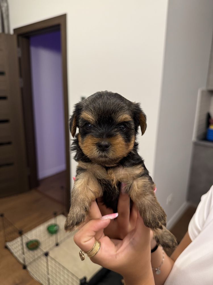 Vand puiuti Yorkshire Terrier Rasa pura