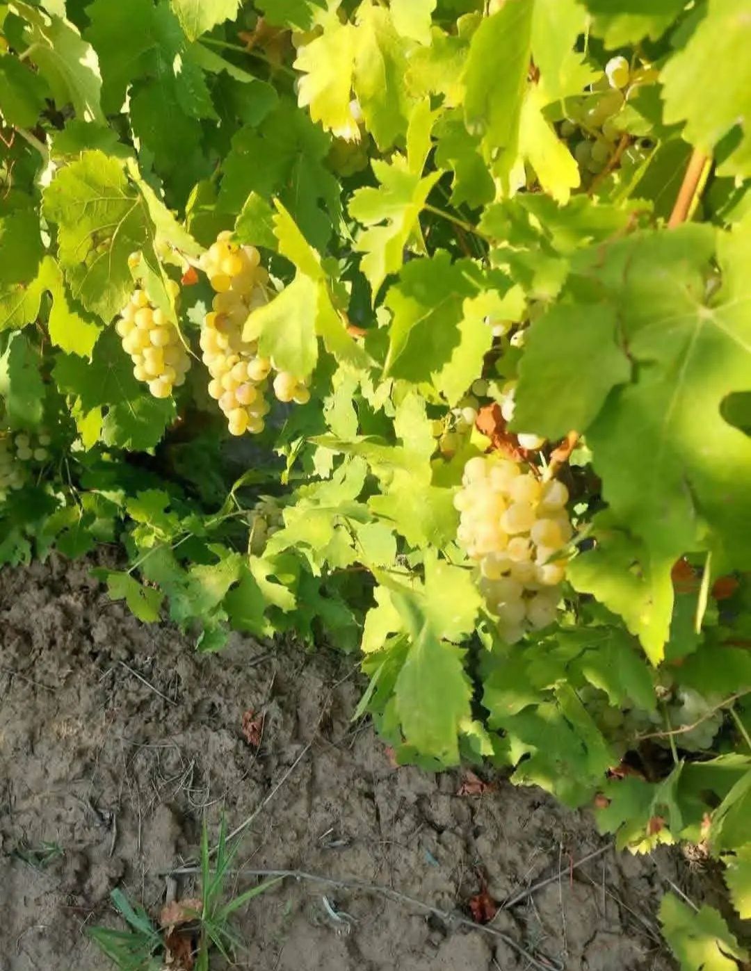 Strugurii de vin soiurii nobile și diversificate