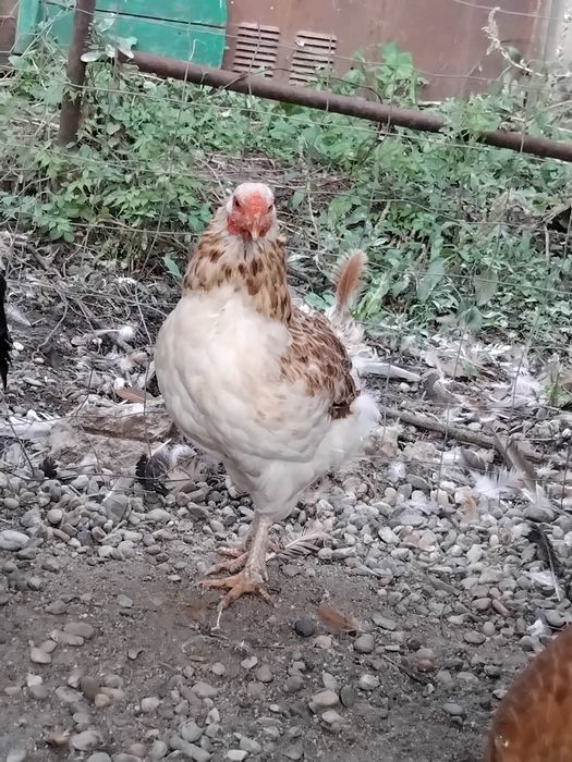 Găini disponibile