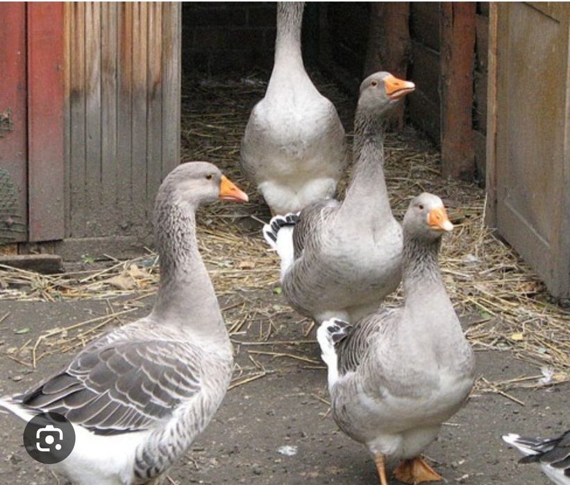 Xaqiqiy ĝoz yoĝi 100gr