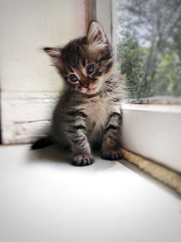 Котята в поисках дома