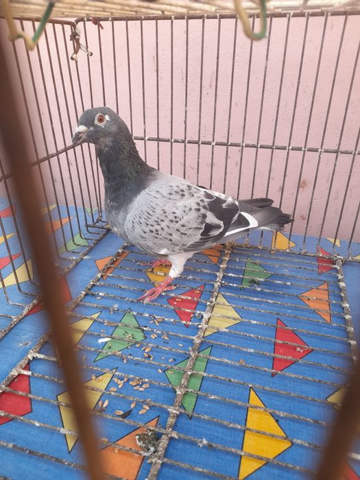 Porumbei voiajori/galateni/satineti