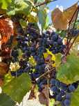 struguri de vin (căpșunică și frăguță)