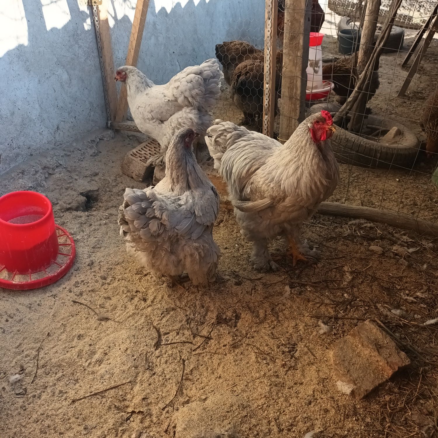Oua brahma pentru incubat și pui