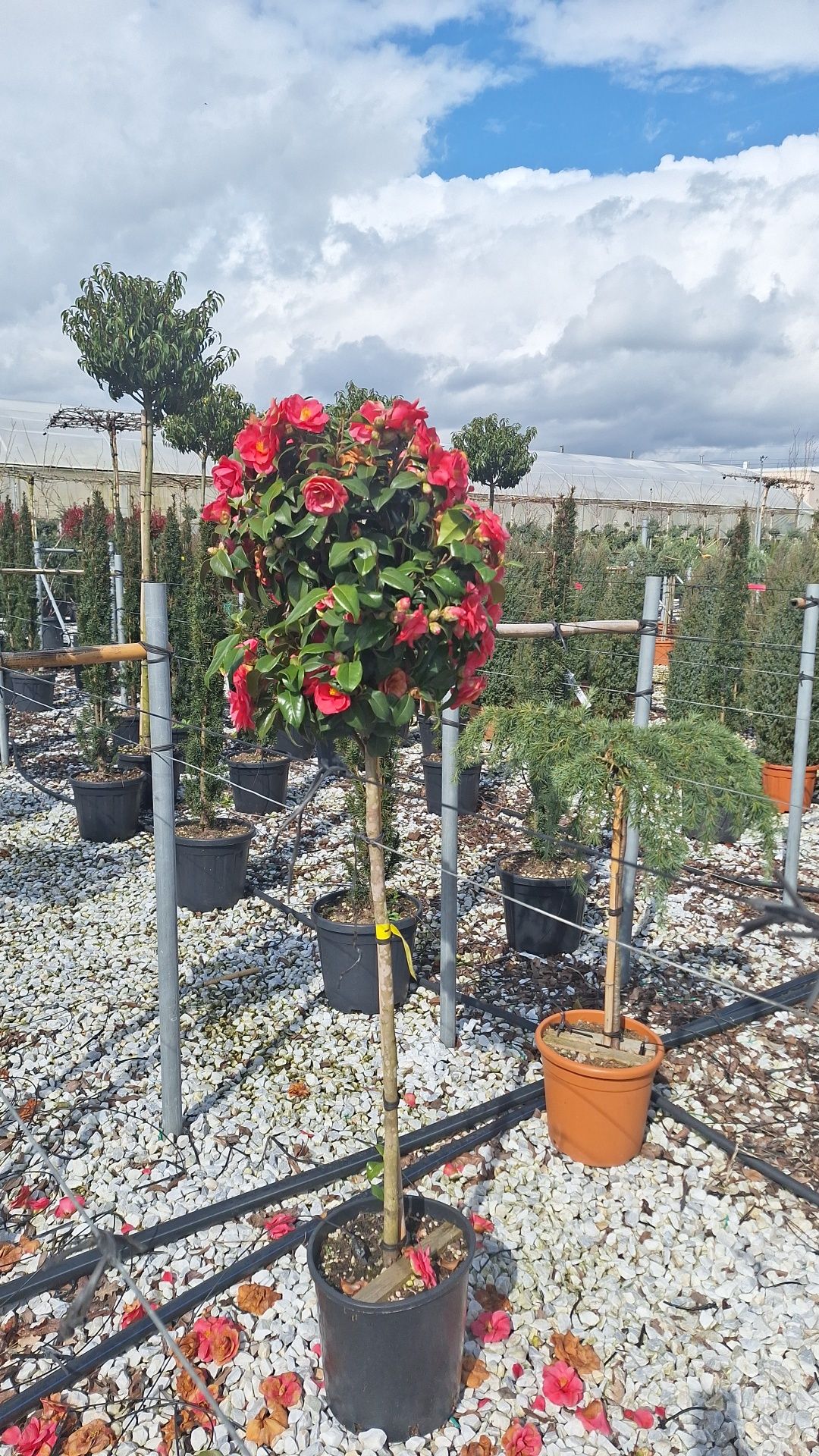 Magnolii tufa și copac diferite culori
