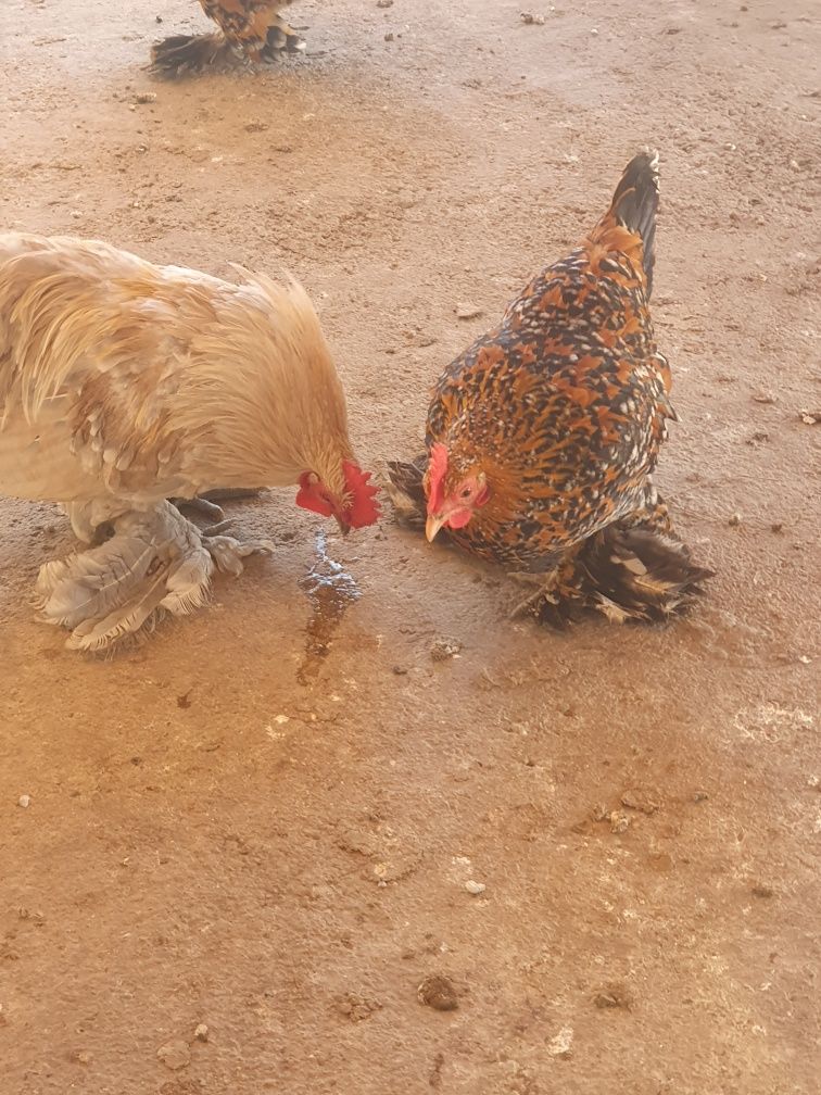 anvers alb și mii de flori