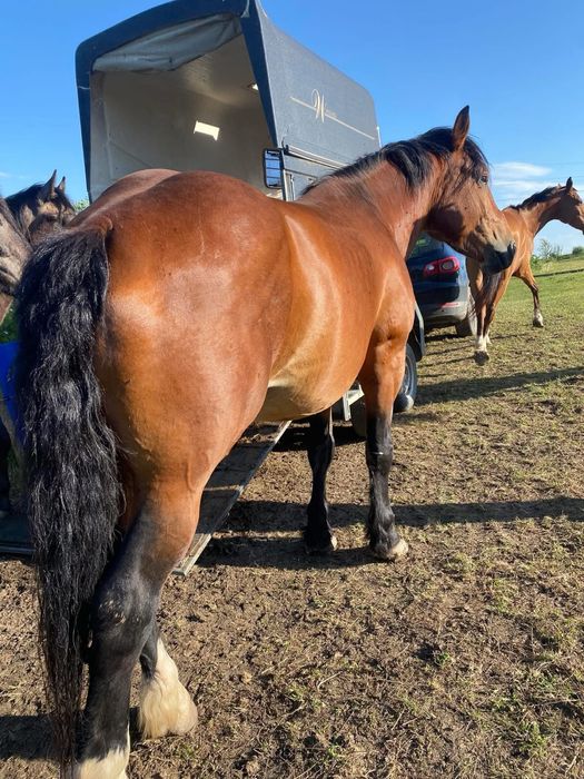 Iapa,cāstrat, mânji