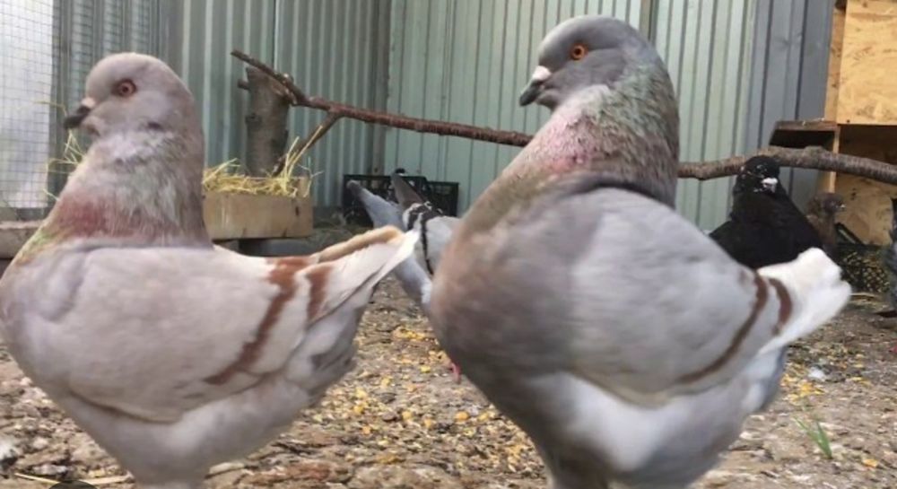 Голуби Кинги .  Мясные кинги