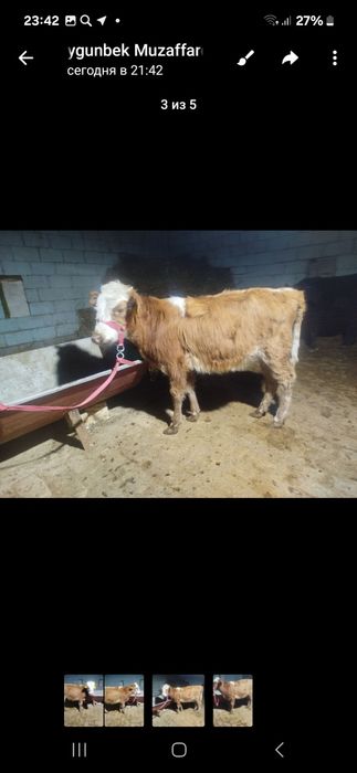 Гуножинча сотилади йеб ичиши зур нархи 7милон