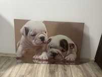 Tablou caini bulldogi francezi fosforescent in intuneric