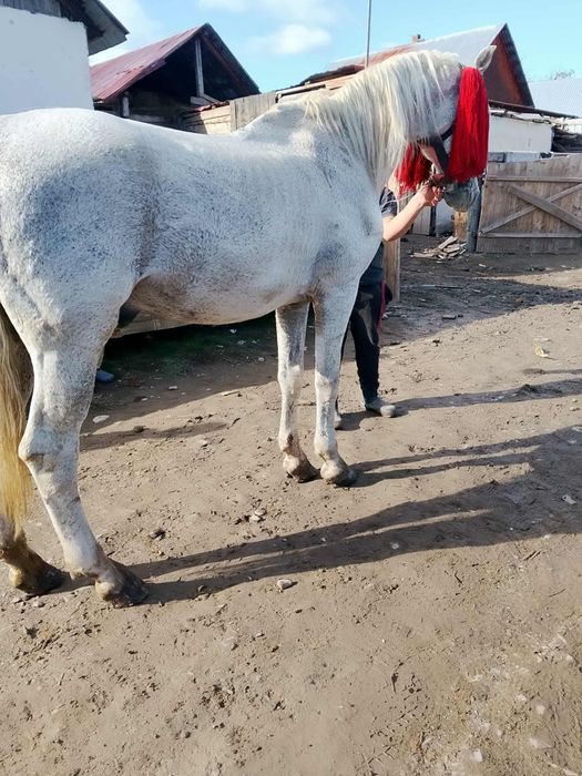 Vând sau schimb harmasar blând