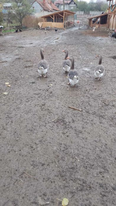 Vând curci, curcani și gâște