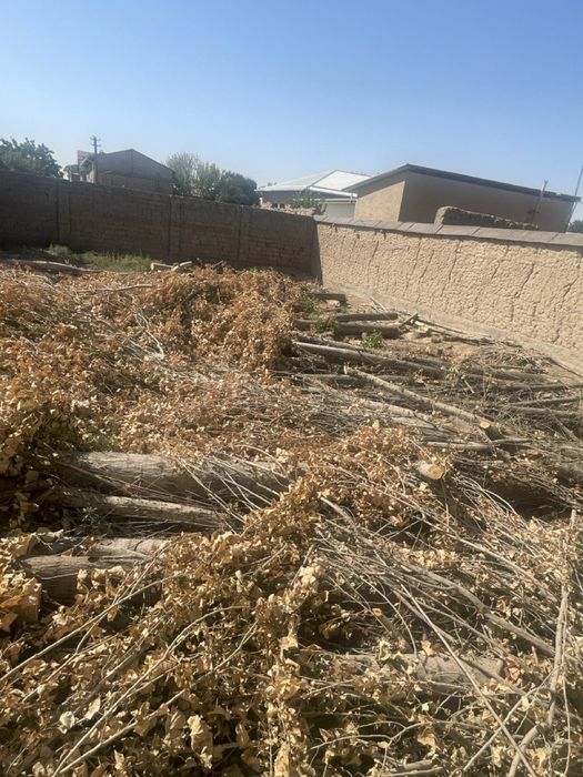 30 дона Терак сотилади