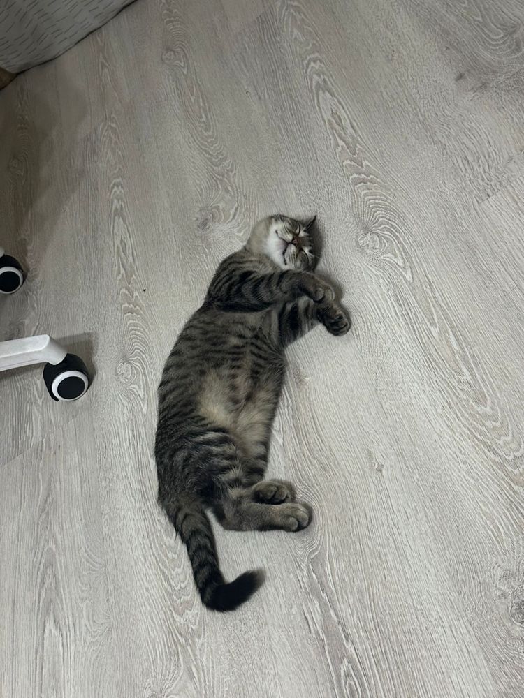 Отдаем котенка сладкую булочку Хану