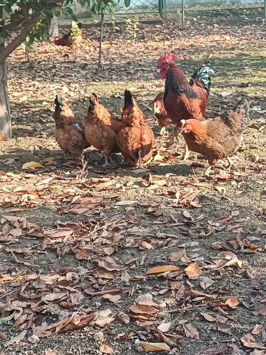 Жўжалар Корея Хан ҳеяп