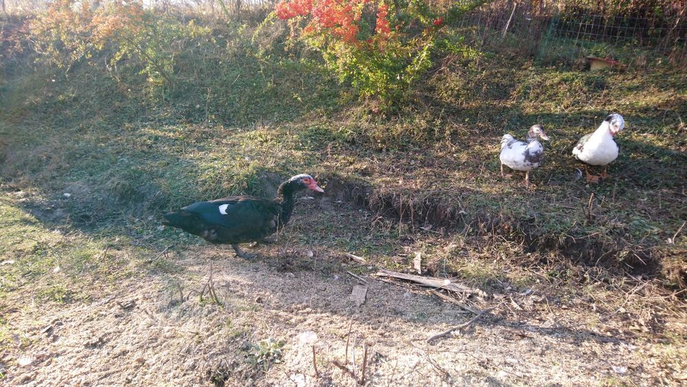 Rațe mute de vânzare