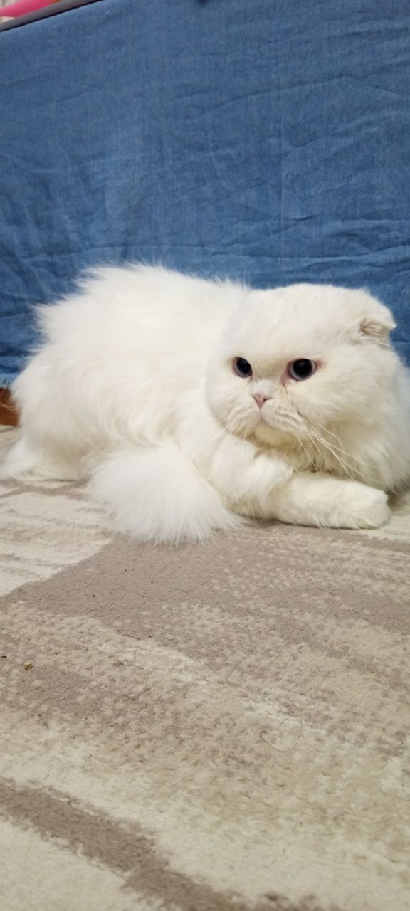 Продаёться котик