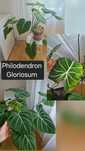 Monstera Albo & Deliciosa; Philodendron Gloriosum & Sodiroi