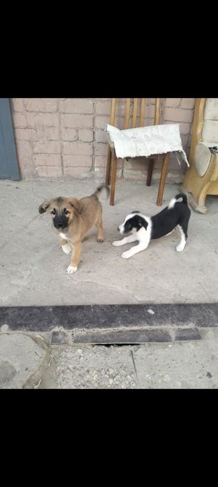 Отдам в добрые руки   щенят ,возвраст 2 месяца девочки