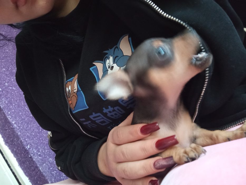 Той терьер щенок