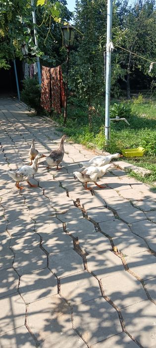 Ғозлар сотилади 3-ойлик