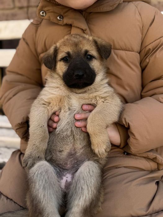 Отдам щенят даром