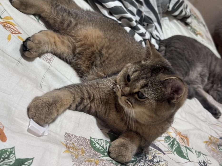 Котята скоттиш страйт скотиш страйд золотая шиншилла