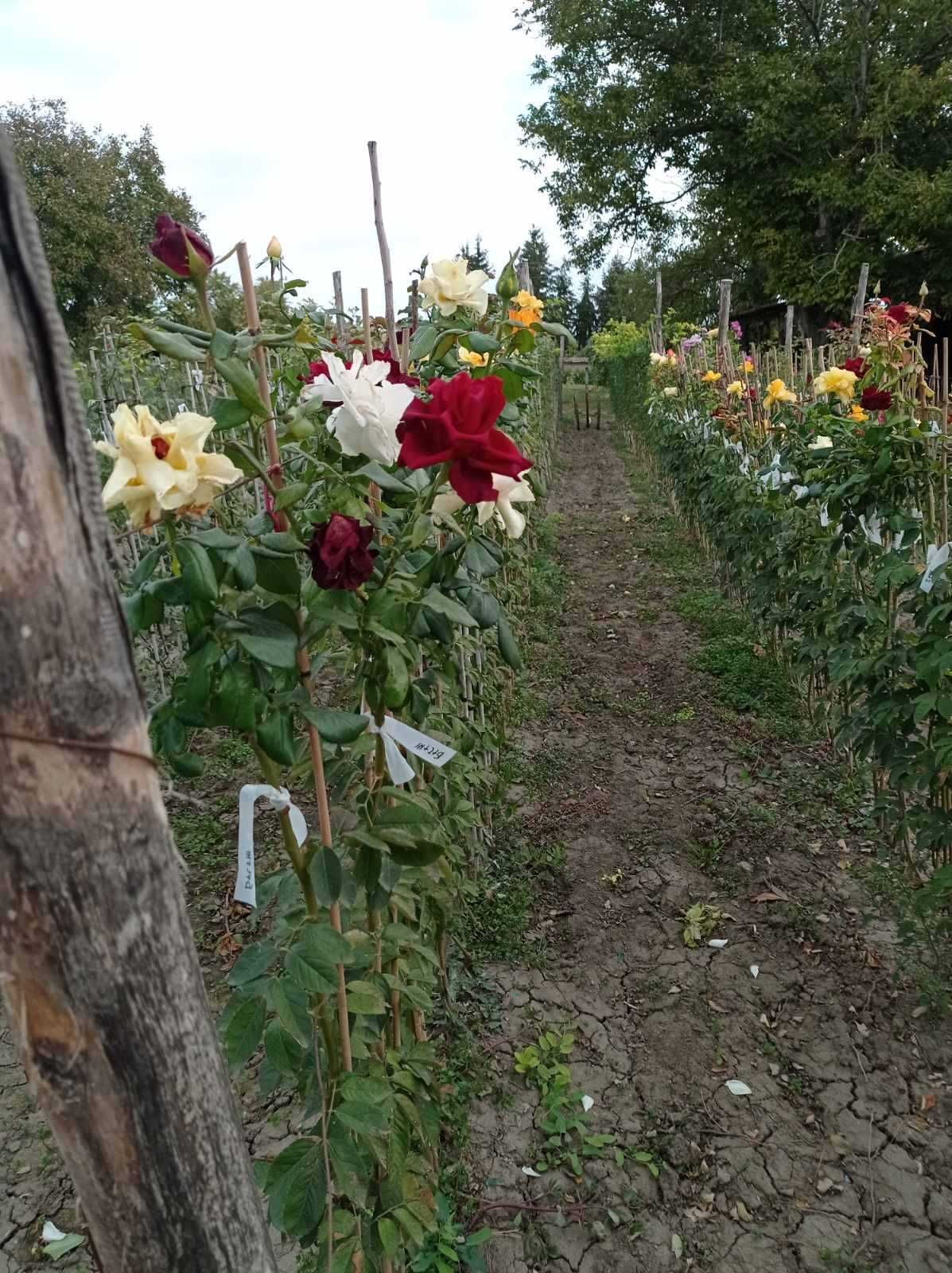 Щамбови рози, цветово разнообразие.